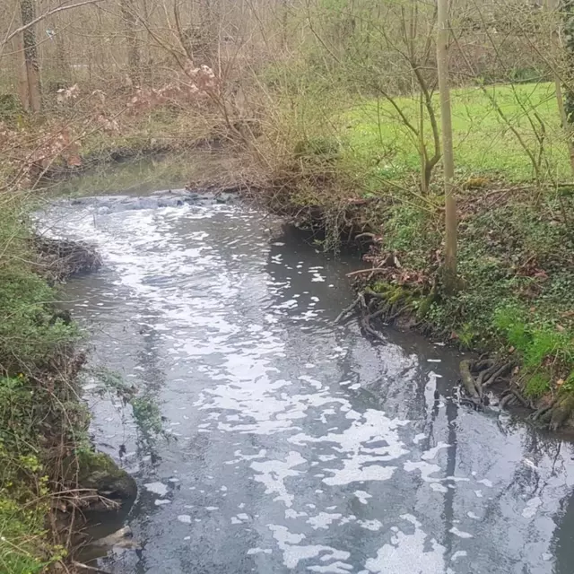 Massives Fischsterben in der Schozach