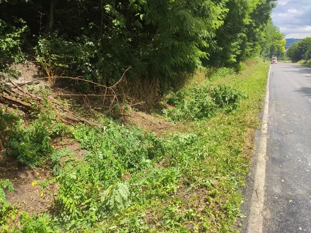 Tiefhängender Baum auf Straße