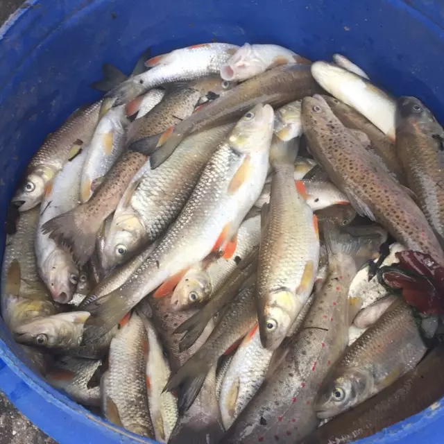 Massives Fischsterben in der Schozach