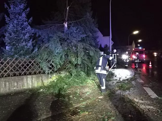 Windbruch / Umgestürzter Baum