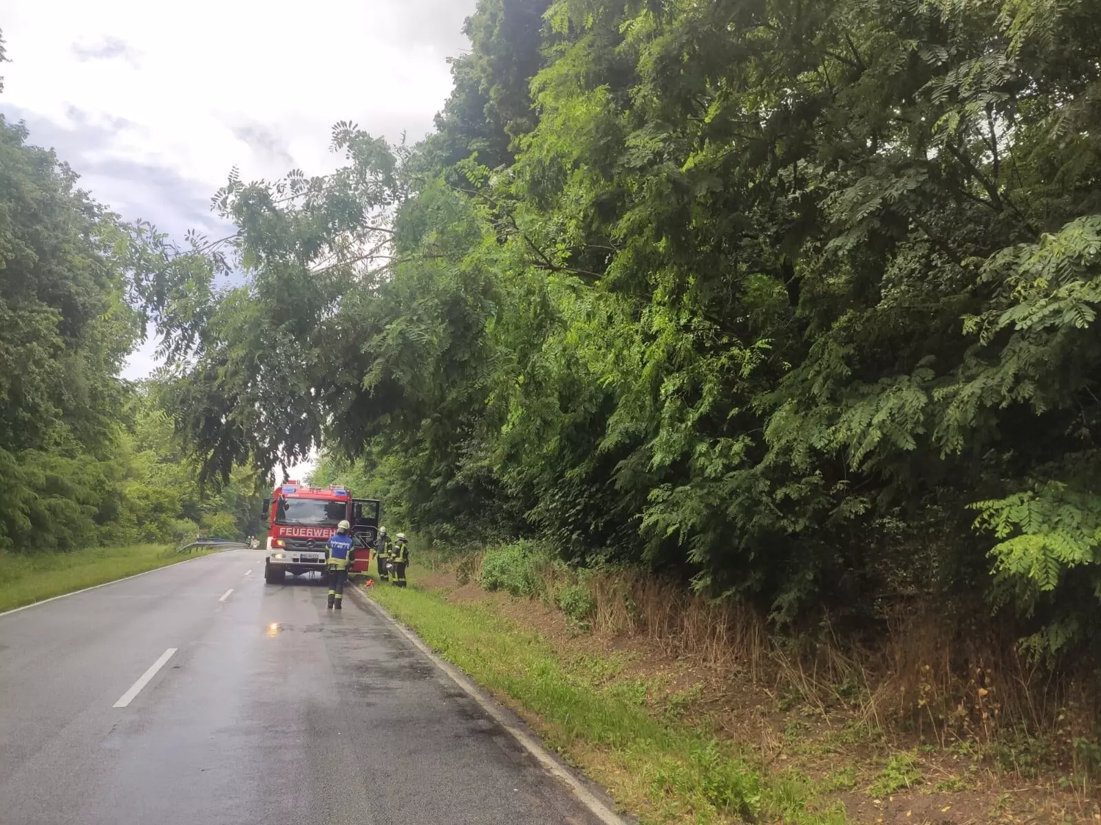 Tiefhängender Baum auf Straße