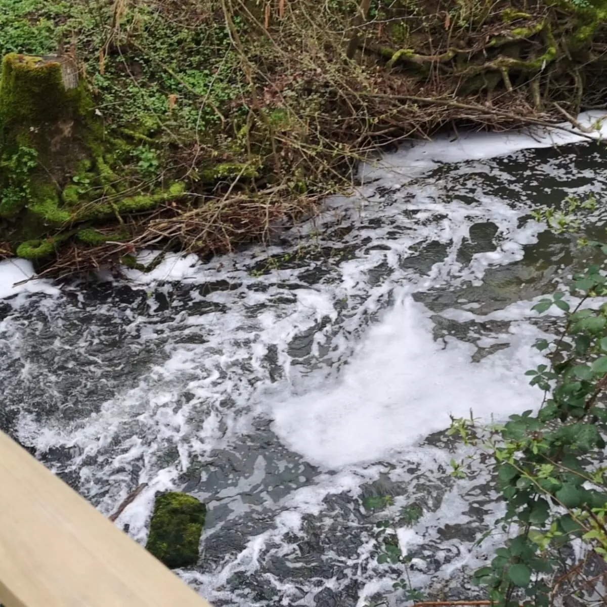 Massives Fischsterben in der Schozach