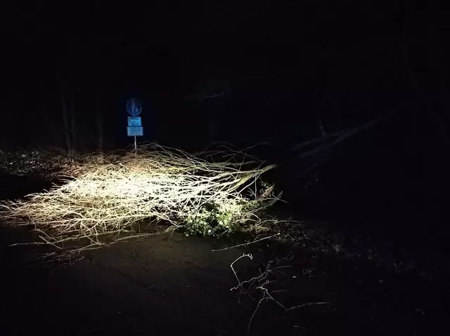 Windbruch / Umgestürzter Baum